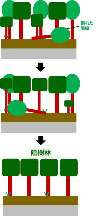 陰樹 種類|生物基礎：遷移の分類、一次遷移 (裸地～陰樹林)の過。